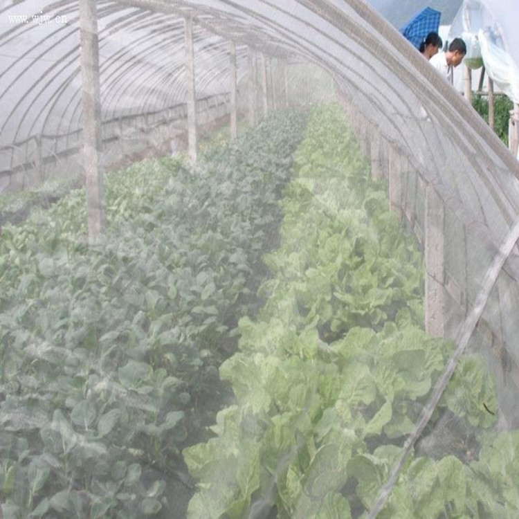 葡萄大棚防虫网