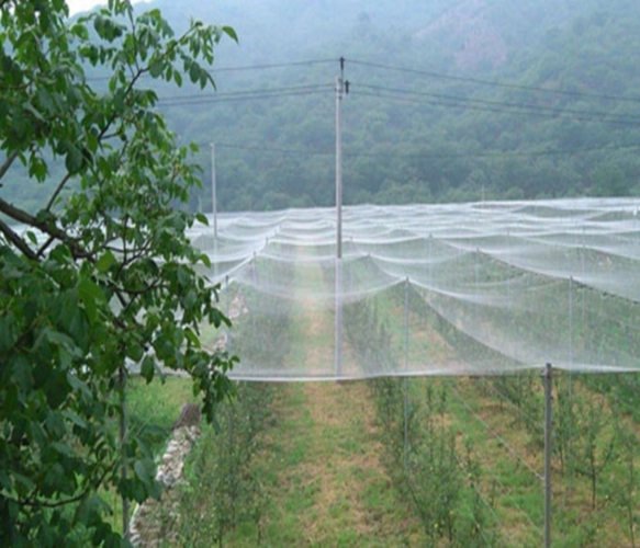 防虫网