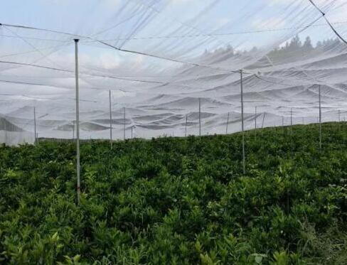 脐橙专业防虫网，脐橙防虫网厂家