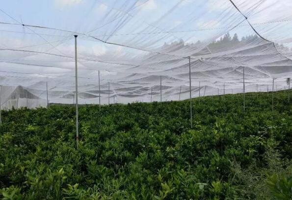 30目防虫网，40目防虫网